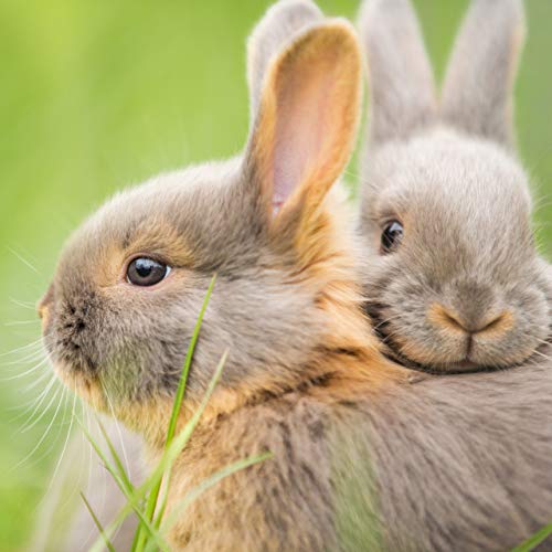 Relaxdays Cage extérieur Lapin, avec Filet, enclos pour rongeurs, avec Protection Contre Le Soleil, Ø 110 cm, Vert 5 Relaxdays Cage extérieur Lapin, avec Filet, enclos pour rongeurs, avec Protection Contre Le Soleil, Ø 110 cm, Vert pas cher